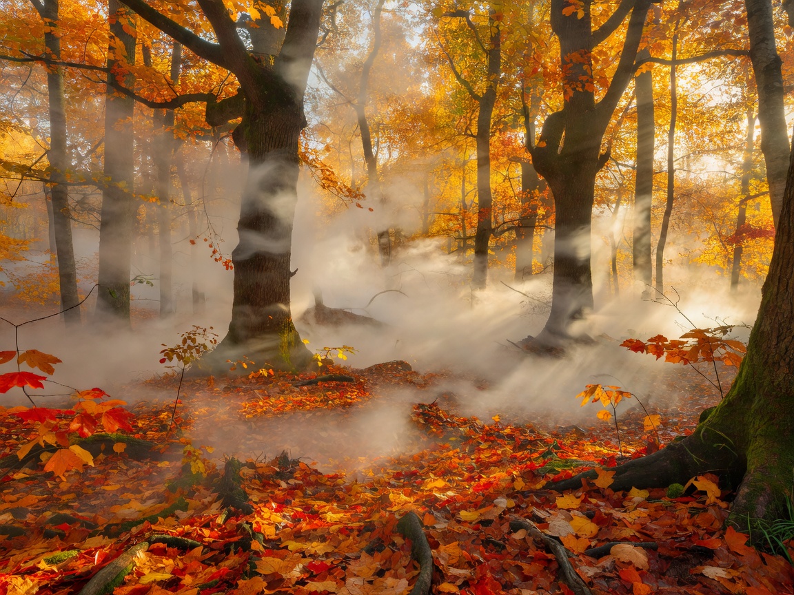 Mystic dense fog in golden autumn wood at Espoo forest landscape