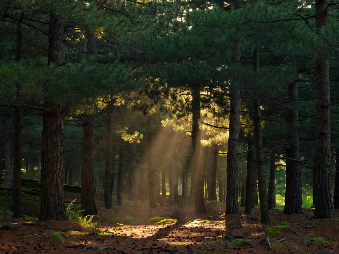 Sunlight shining through deep pine canopy